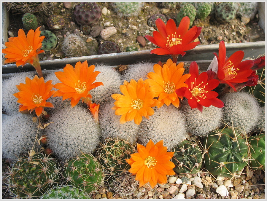 rebutia-muscula.JPG