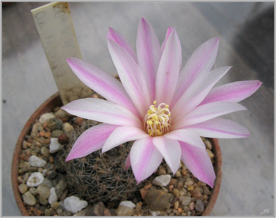 rebutia-narvaecensis.JPG