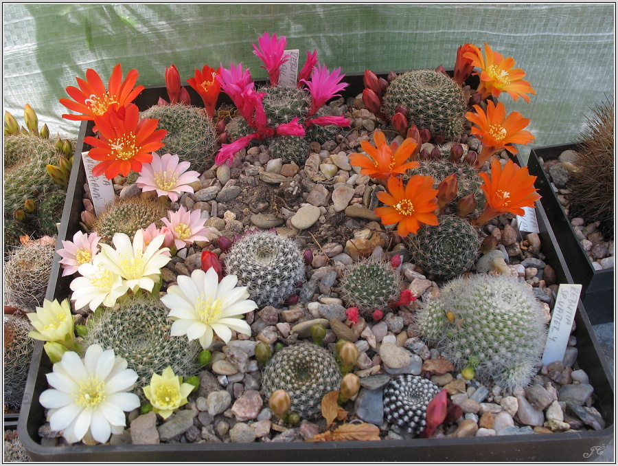 rebutia-ruzne.JPG