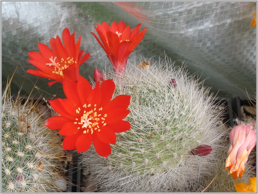 rebutia-senilis.JPG