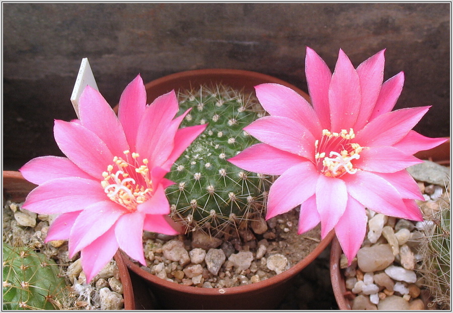 rebutia-violaciflora.JPG