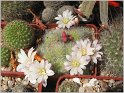 rebutia-albiflora