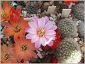 rebutia-espinosa