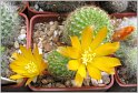 rebutia-fabrisii-var-flava-1