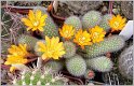 rebutia-fabrisii-var-flava-2