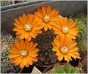 rebutia-flavistyla