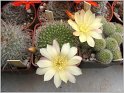 rebutia-hybr-rektorik