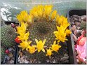 rebutia-marsoneri