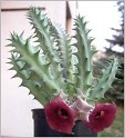 huernia-sp-cervenohneda