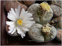 lithops-1