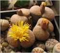 lithops-2