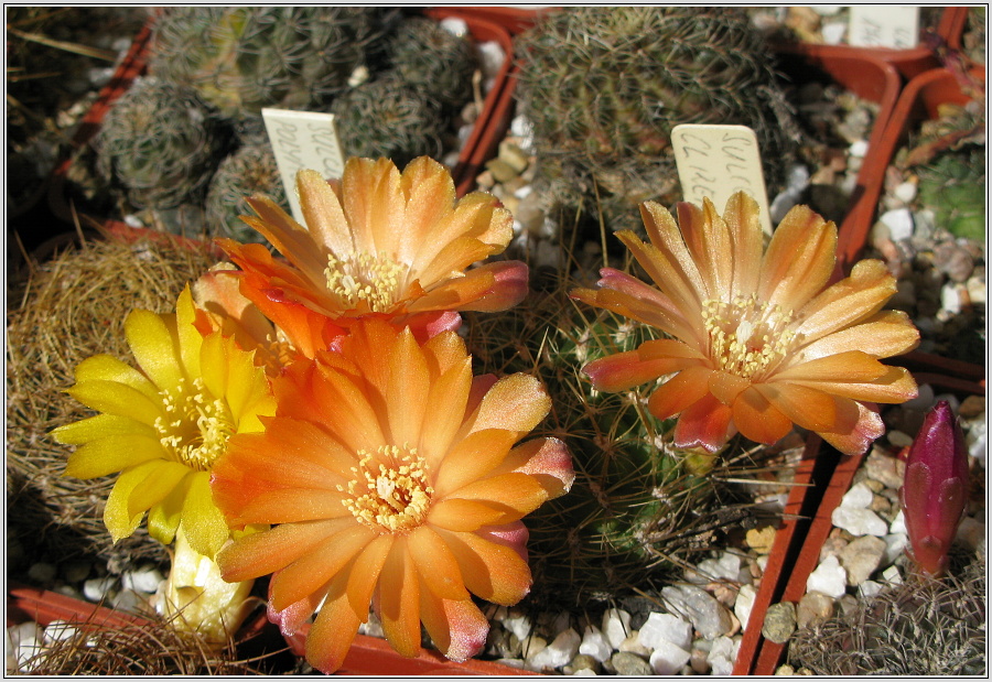 sulcorebutia--sp.JPG