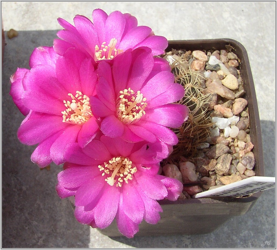 sulcorebutia-albida.jpg