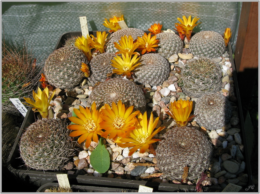 sulcorebutia-arenacea.JPG