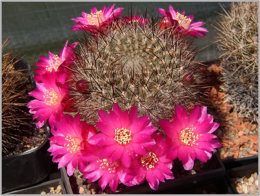 sulcorebutia-bicolorispina.jpg