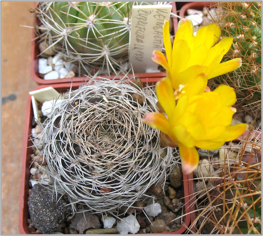 sulcorebutia-breviflora-1.JPG