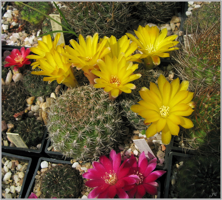 sulcorebutia-breviflora-2.JPG