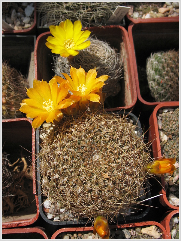 sulcorebutia-candiae-1.JPG