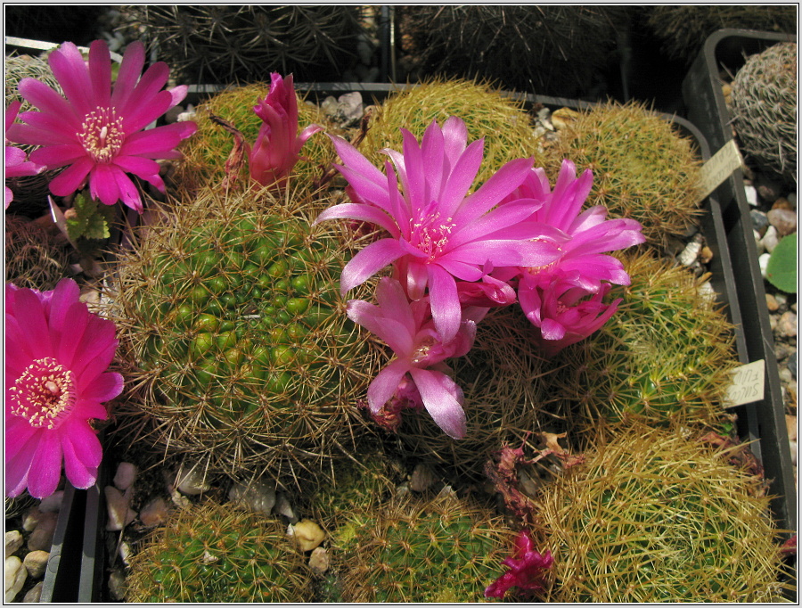 sulcorebutia-flavissima.JPG