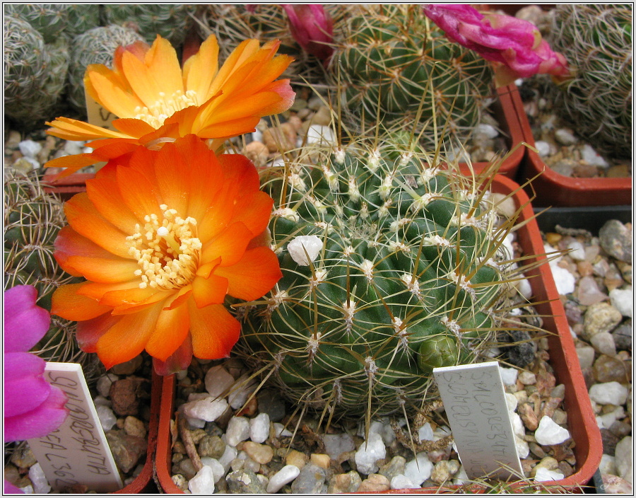 sulcorebutia-glomerispina-wr.JPG