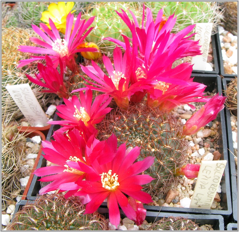 sulcorebutia-lepida.JPG