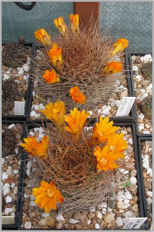 sulcorebutia-menesesii.jpg