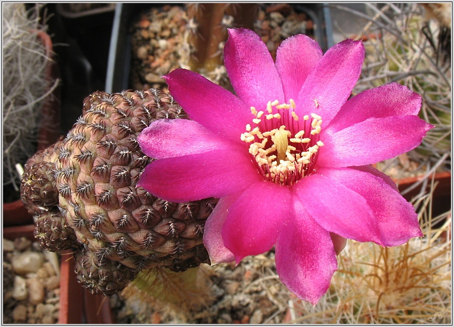 sulcorebutia-rauschii.JPG
