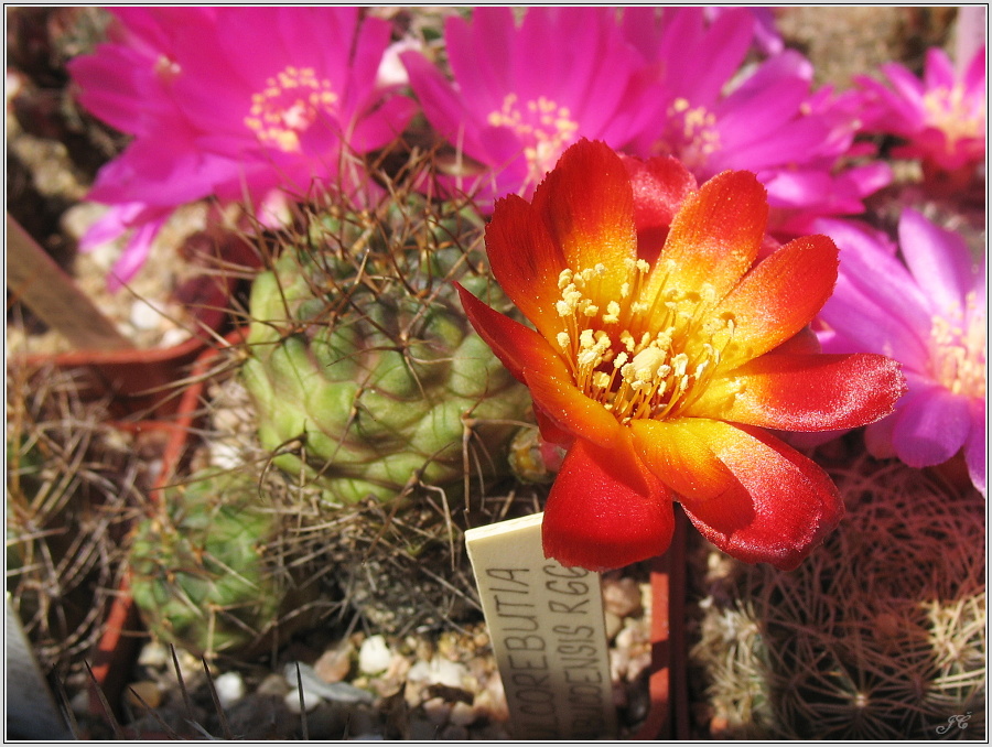 sulcorebutia-tarabucoensis-wr66.JPG