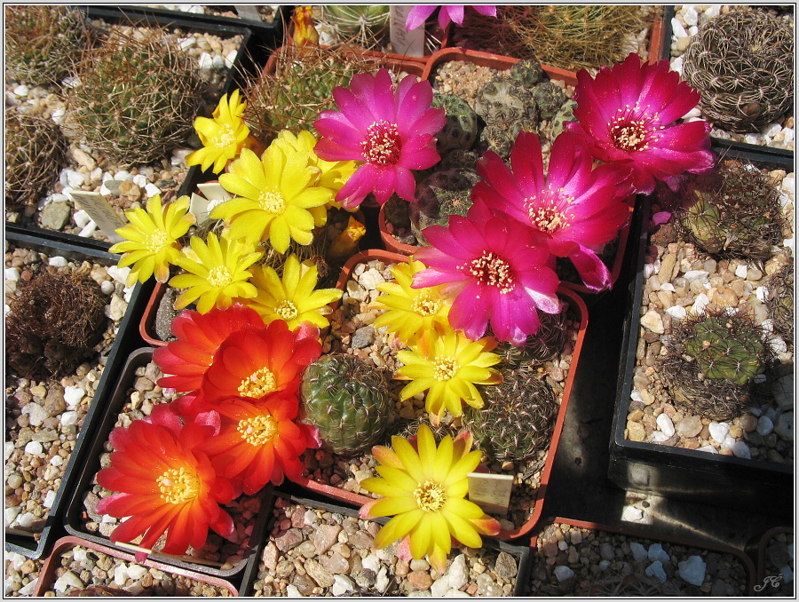 sulcorebutia-v-kvetu.JPG