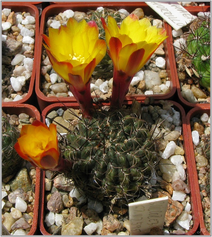 sulcorebutia-wr595.JPG