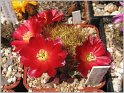 sulcorebutia-tiraquensis-var-electracantha