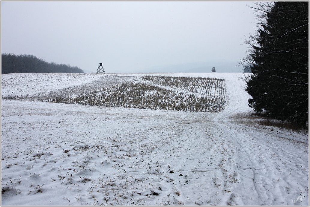 Bučina