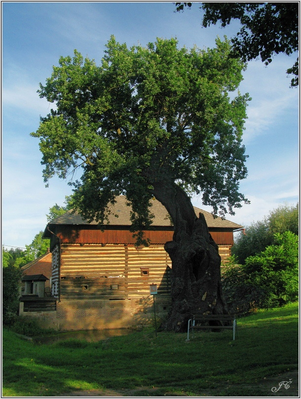 Popovice