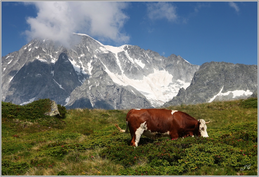 Steinzgeralm