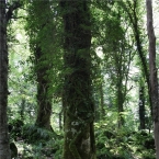 Foresta Umbra
